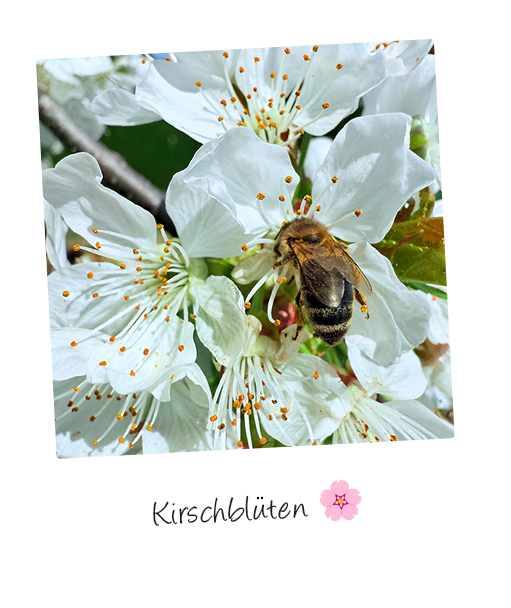 kirschblueten